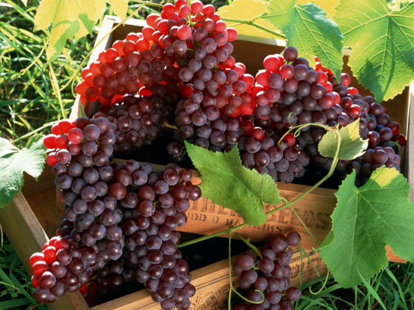Red Grapes to fight acne