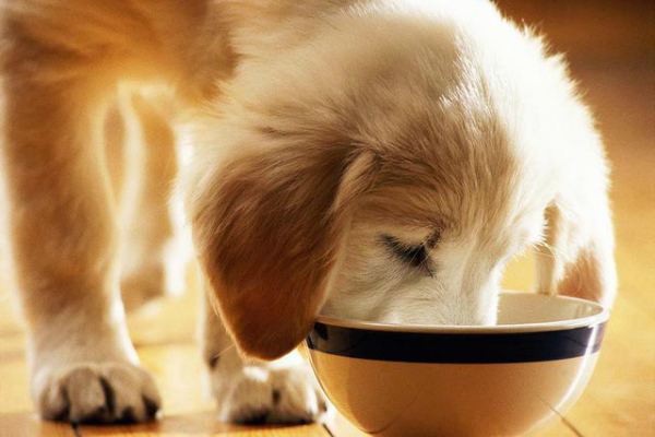 Food for puppies